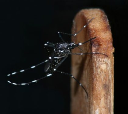 Aedes albopictus Weibchen